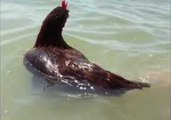 Cheerful Chicken Enjoys Swim at Saint George Island State Park