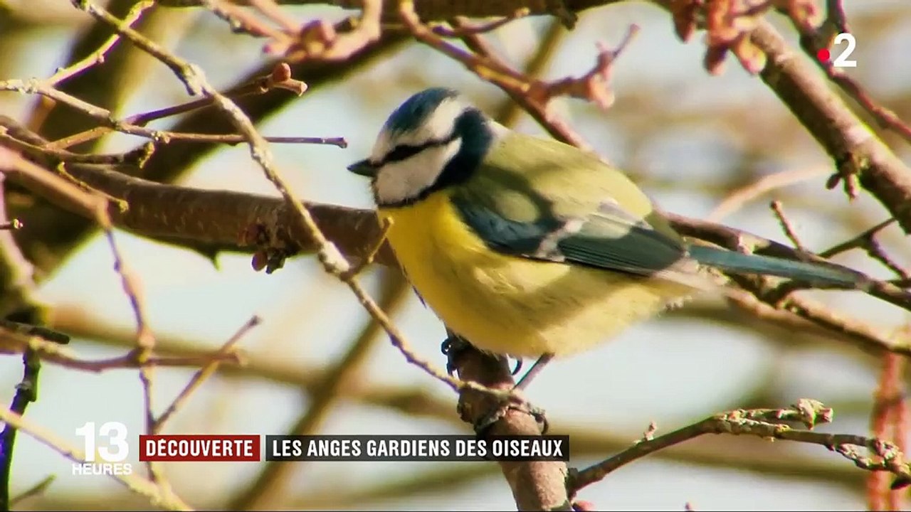 Feuilleton : la liberté à tire-d'aile (3/5)