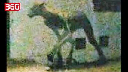 Një krijesë misterioze terrorizon qytetarët, shqyen 2 qen brenda natës (360video)