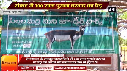 संकट में 700 साल पुराना बरगद का पेड़, ड्रिप चढ़ाकर ऐसे हो रहा इलाज