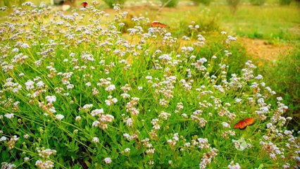 Nature: Sex, Lies and Butterflies