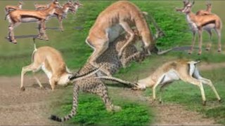 Impala  Fight Back  To Win Over Cheetah