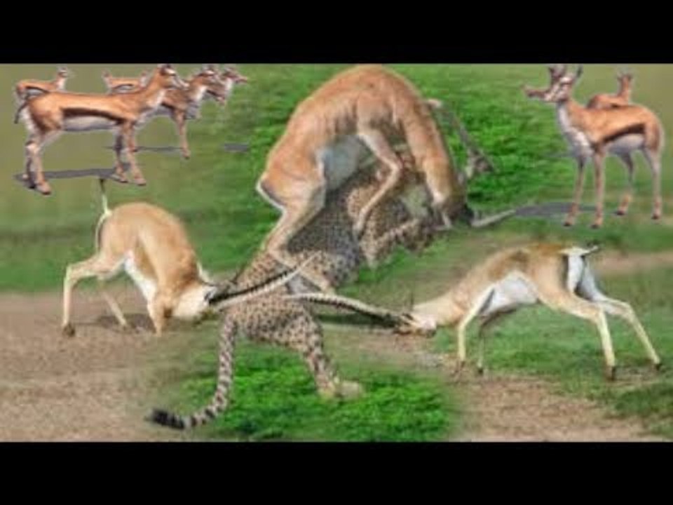 Impala  Fight Back  To Win Over Cheetah