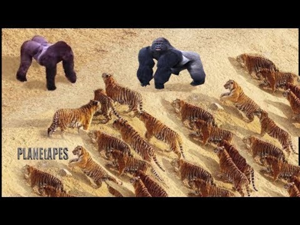 Real Fight Monkey vs Leopard, Lion, Buffalo vs Lion