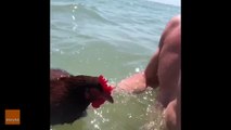 Cheerful Chicken Enjoys Swim at Saint George Island State Park