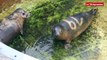 Plouarzel. Deux phoques relâchés après leurs soins à Océanopolis
