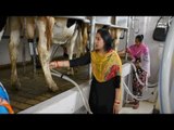 Intelligent Dairy Milking Machine, Amazing Animal Farming