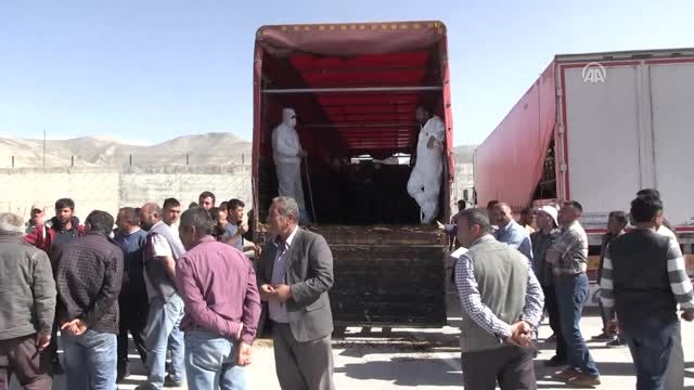 Genç Çiftçilere 582 Büyükbaş Hayvan Dağıtıldı