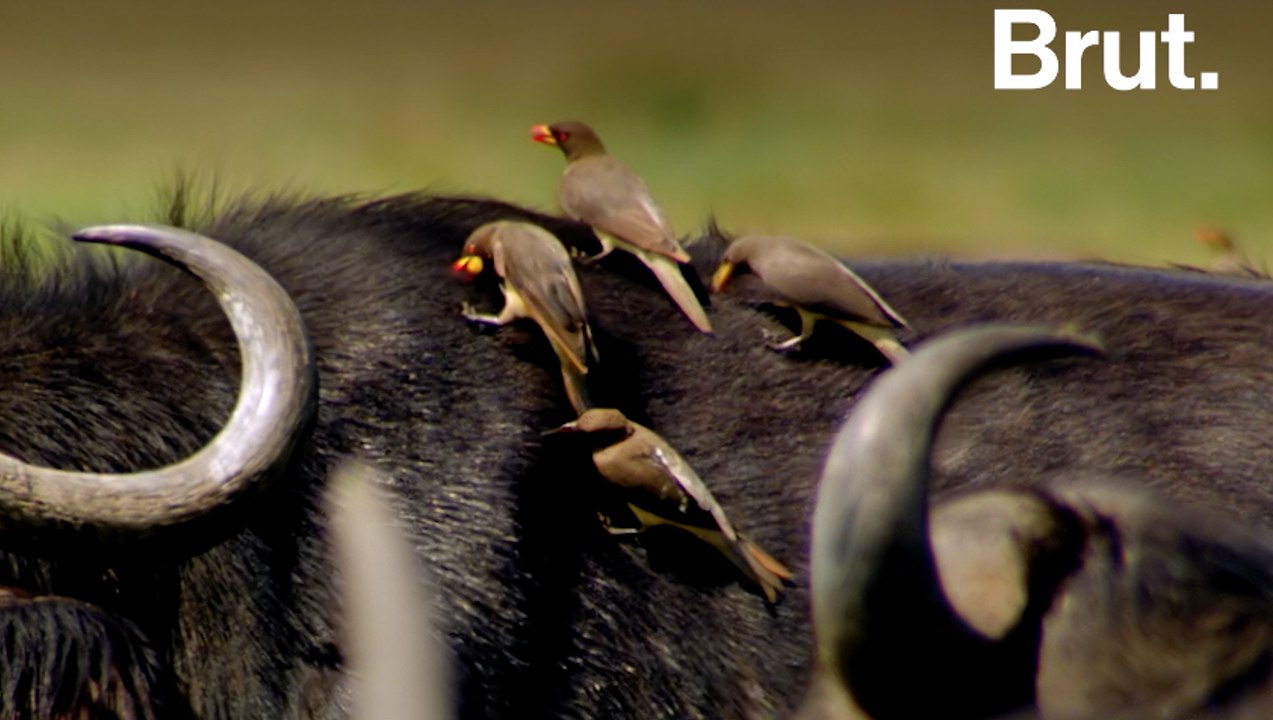 Le pique-boeuf, un oiseau parasite