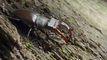 Fascinants Insectes : les Coléoptères - 1/3 HD (2017)