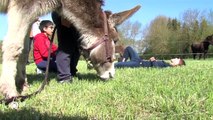 SANTE/ Quand l'âne sert de lien pour soigner - 18/04/2018