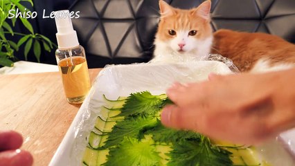 A Japanese Take on American Sushi