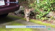 Bobcat Spotted in Washington State Neighborhood