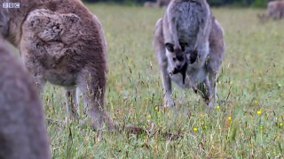Kangaroo Boxing Fight | Life Story | BBC