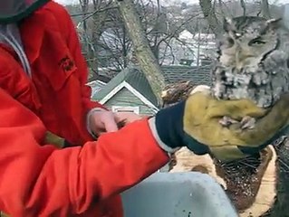 Tree Removal Workers Discover Owl Inside Hollow Tree