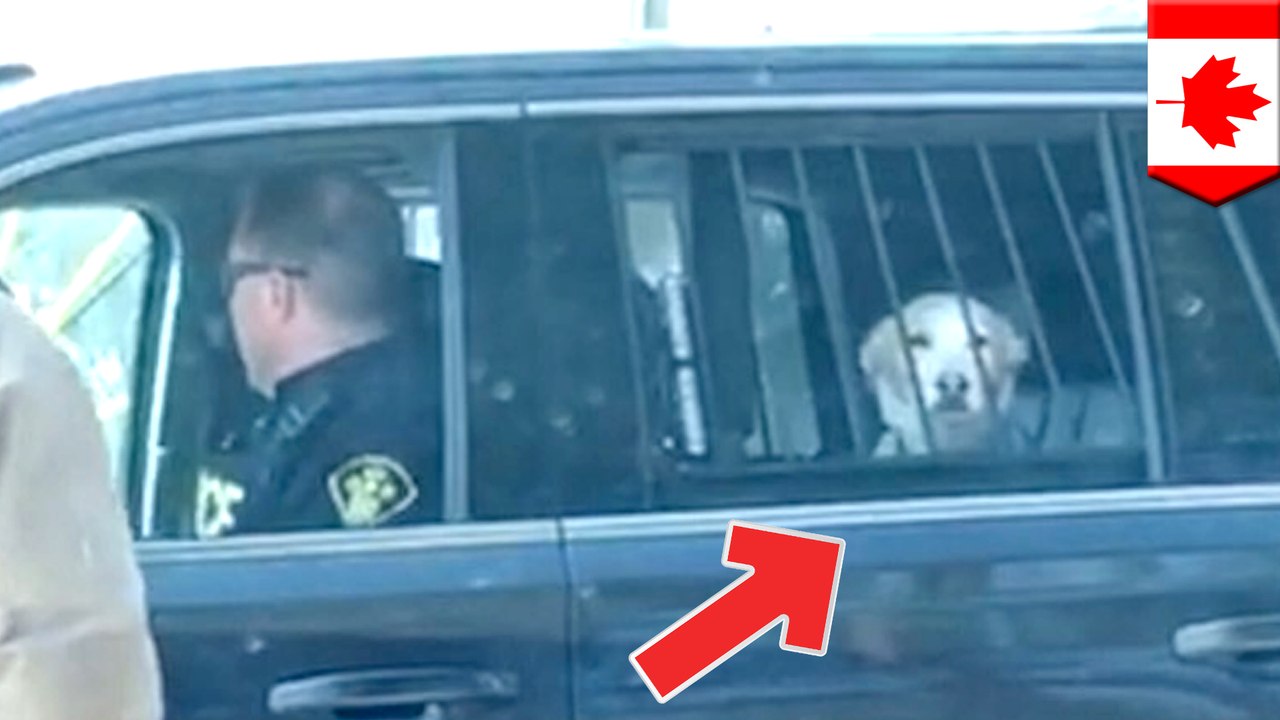 Dog arrested for being a very bad boy after deer attack rampage