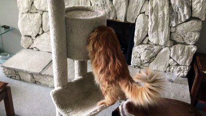 Huge cat won’t fit in new cat tree