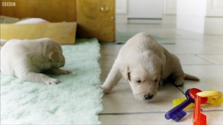 Puppy opens its eyes for the first time | Puppy Senses | Secret Life of Dogs | Earth