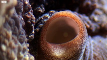 Extraordinary Octopus Takes To Land | The Hunt | BBC Earth