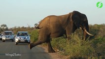 Quand un éléphant s'arrete pour faire son yoga en pleine route