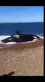 Cette orque se jette sur la plage pour dévorer une otarie
