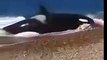 Cette orque se jette sur la plage pour dévorer une otarie