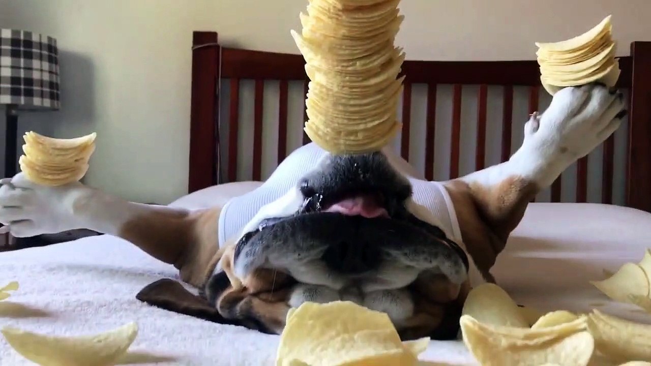 Ce chien a le sommeil lourd et calme...