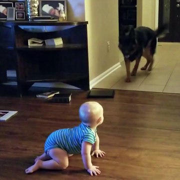 Ce bébé et ce berger allemand s'amuse comme des fous. Attrape-moi si tu peux