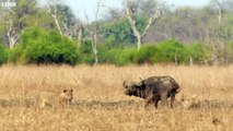 Epic Battle Between Lions and Bull | The Hunt | BBC Earth