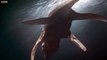 Predator X | Most powerful marine reptile ever | Planet Dinosaur | BBC