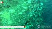 Heatwaves Caused Mass Coral Die-Offs On The Great Barrier Reef