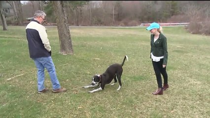 Peacocks on the Loose in Pennsylvania Neighborhood