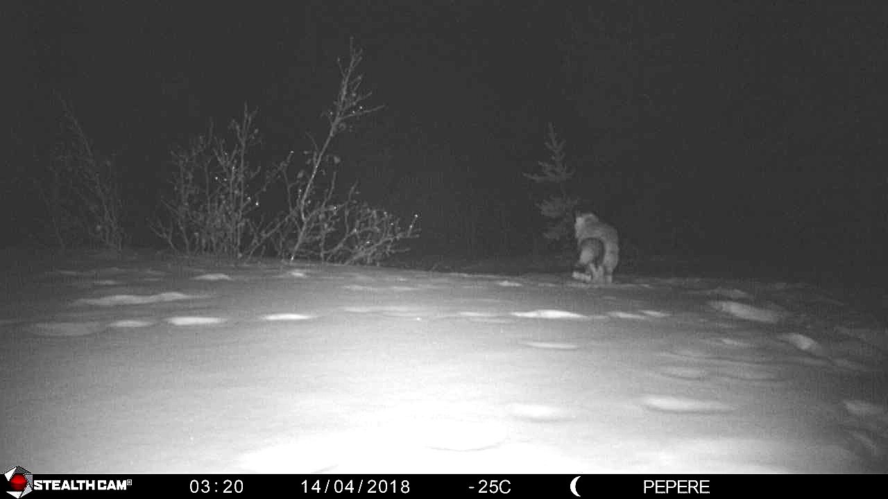 14-04-2018-Renard passe de nuit