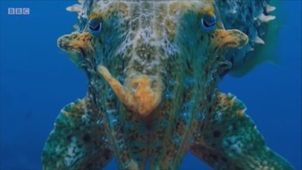 Planeta Azul II, una serie para conocer la belleza de la vida marina