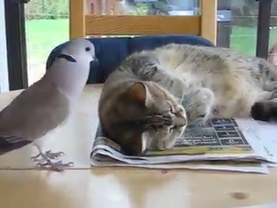 Funny pigeons and cute cat