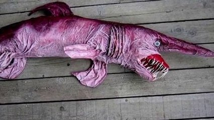 Los ANIMALES mas EXTRANOS que existen en la vida REAL