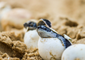 Green Turtles Hatch on New South Wales' North Coast