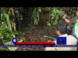 BKSDA Tangkap Harimau Sumatera -NET12