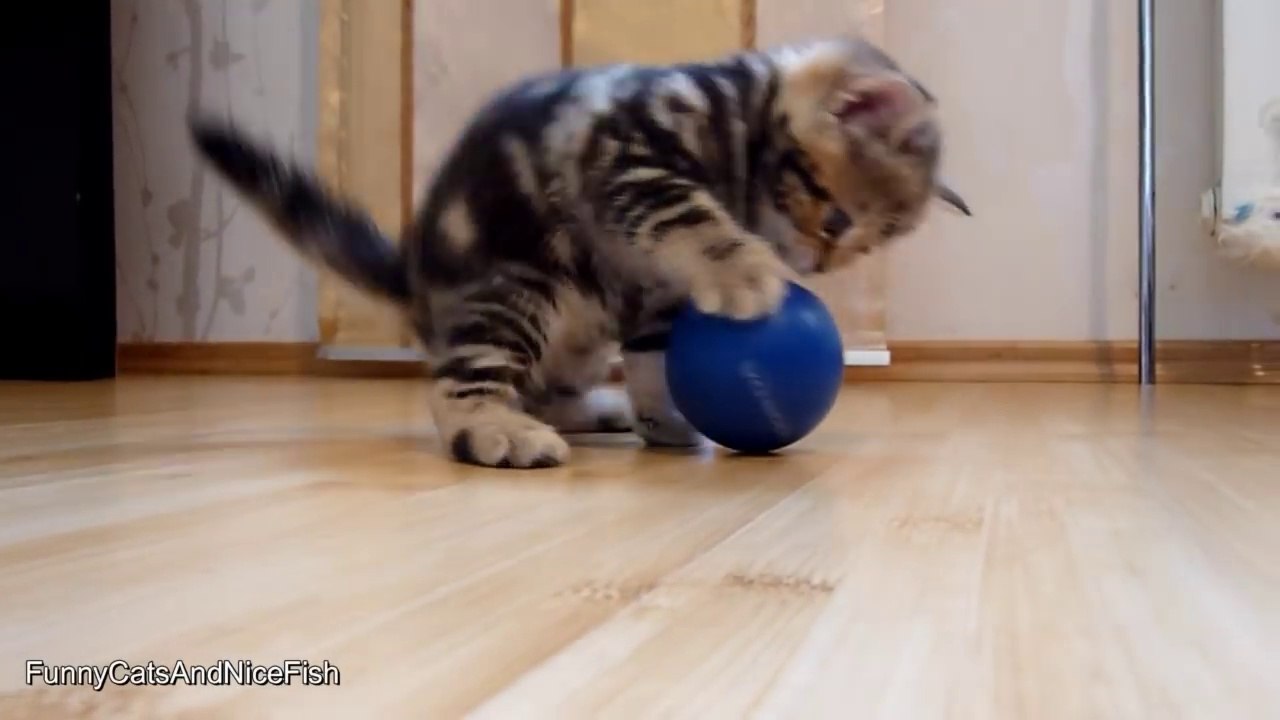 I'm Paris- the most playful Cute and Funny girl Kitten