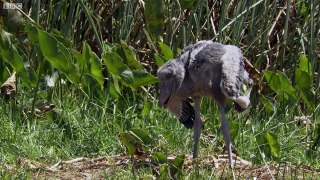 Shoebill Chick Reveals Darkside Africa BBC