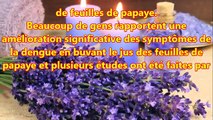 Les feuilles de papaye pour traiter la dengue