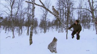 Incredible Jumping Lynx Deadly 60 Series 2 BBC