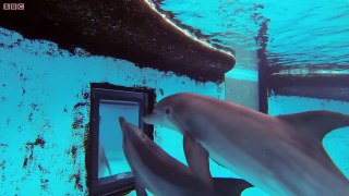 Just how smart are dolphins Inside the Animal Mind BBC