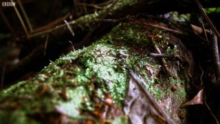 Army Ants Rampage Through The Forest The Hunt BBC Earth