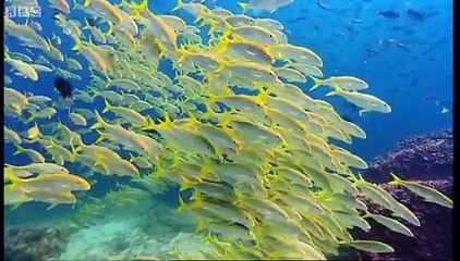 Thousands of sharks visit a sea mount Blue Planet A Natural History of the Oc