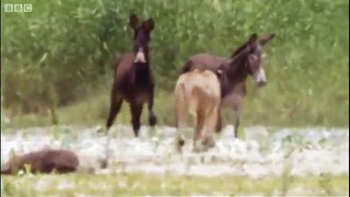 Lions hunting donkeys  BBC