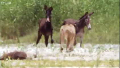 Lions hunting donkeys  BBC