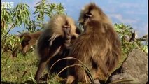 Defending a monkey harem Clever Monkeys BBC Earth