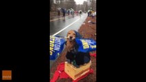 Flag-Waving Golden Retriever Cheers on Boston Marathon Runners