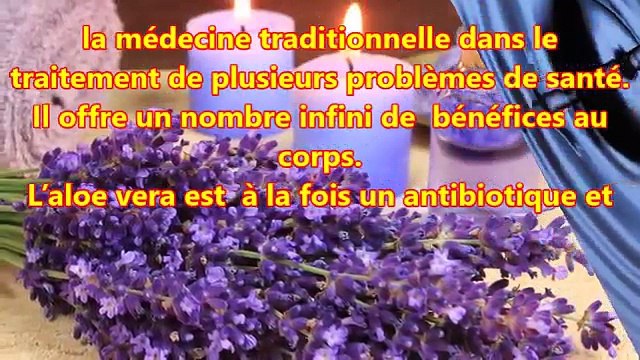 Voici comment faire pousser une plante d'aloe Véra chez vous